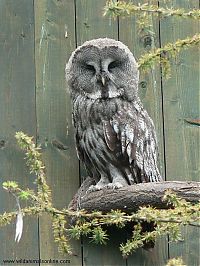 Fauna & Flora: owl birds