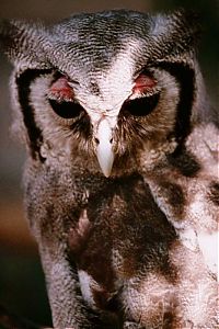 Fauna & Flora: owl birds