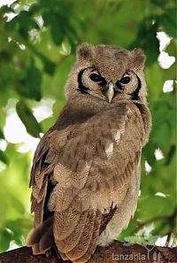 Fauna & Flora: owl birds