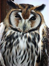 Fauna & Flora: owl birds