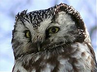 Fauna & Flora: owl birds