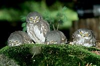 Fauna & Flora: owl birds