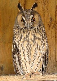 Fauna & Flora: owl birds