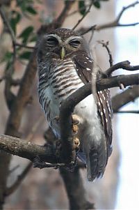 Fauna & Flora: owl birds