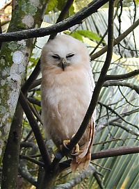 Fauna & Flora: owl birds