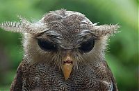 Fauna & Flora: owl birds