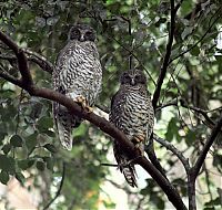 Fauna & Flora: owl birds