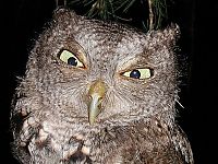 Fauna & Flora: owl birds