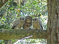 Fauna & Flora: owl birds