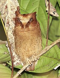 Fauna & Flora: owl birds