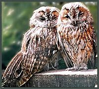 Fauna & Flora: owl birds