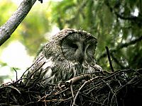 Fauna & Flora: owl birds