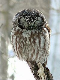 Fauna & Flora: owl birds