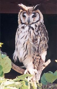 Fauna & Flora: owl birds