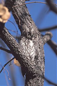 Fauna & Flora: owl birds