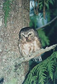 Fauna & Flora: owl birds