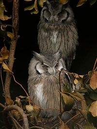 Fauna & Flora: owl birds