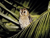 Fauna & Flora: owl birds