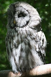 Fauna & Flora: owl birds