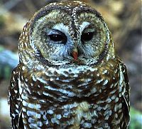 Fauna & Flora: owl birds