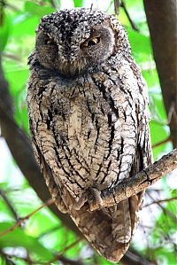 Fauna & Flora: owl birds