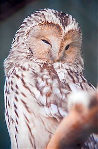 Fauna & Flora: owl birds