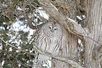 Fauna & Flora: owl birds