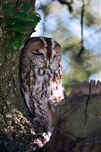 Fauna & Flora: owl birds