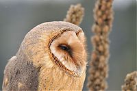 Fauna & Flora: owl birds