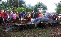 Fauna & Flora: Giant crocodile caught in Philippines