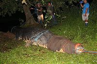 Fauna & Flora: Giant crocodile caught in Philippines