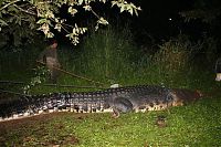 Fauna & Flora: Giant crocodile caught in Philippines