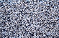 Fauna & Flora: Million of geese, Missouri, United States