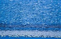 TopRq.com search results: Million of geese, Missouri, United States