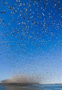 Fauna & Flora: Million of geese, Missouri, United States