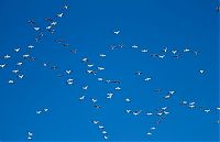 Fauna & Flora: Million of geese, Missouri, United States