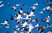 Fauna & Flora: Million of geese, Missouri, United States