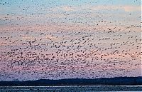 Fauna & Flora: Million of geese, Missouri, United States