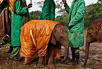 Fauna & Flora: Baby elephant orphanage institution, Kenya