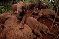 Fauna & Flora: Baby elephant orphanage institution, Kenya