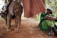 Fauna & Flora: Baby elephant orphanage institution, Kenya