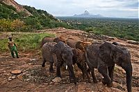 Fauna & Flora: Baby elephant orphanage institution, Kenya