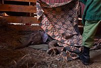 Fauna & Flora: Baby elephant orphanage institution, Kenya