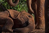 Fauna & Flora: Baby elephant orphanage institution, Kenya