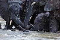 TopRq.com search results: Baby elephant orphanage institution, Kenya