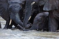 Fauna & Flora: Baby elephant orphanage institution, Kenya