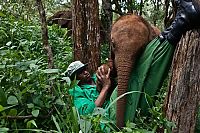 Fauna & Flora: Baby elephant orphanage institution, Kenya