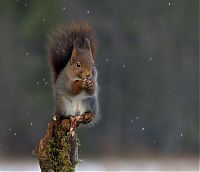 Fauna & Flora: squirrel in action