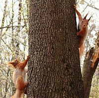 Fauna & Flora: squirrel in action