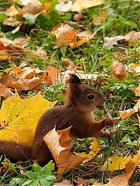 Fauna & Flora: squirrel in action